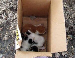 Kitten in deals a box